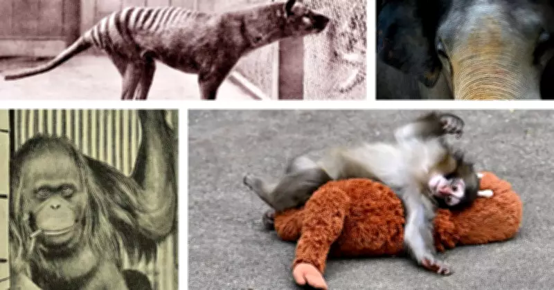 ‘Punch the Monkey’ Ad Raises Troubling Questions About Online Ethics