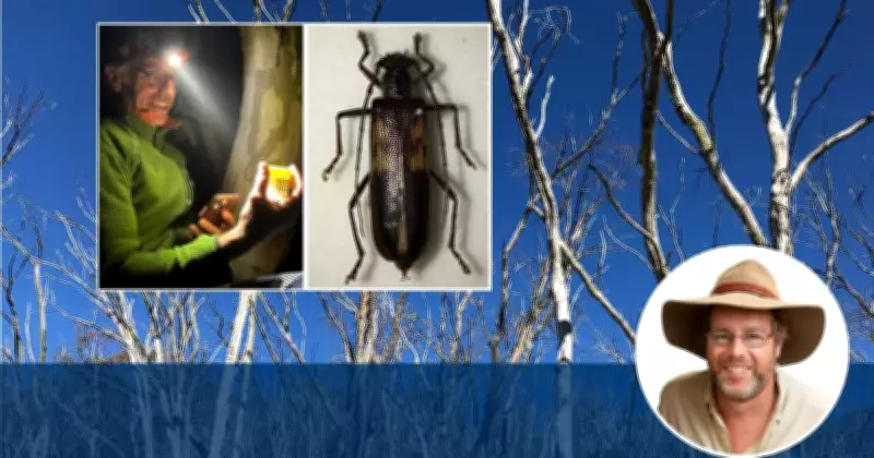 Rare Wood Borer Eggs Discovered in Brindabella Ranges by Tim the Yowie Man