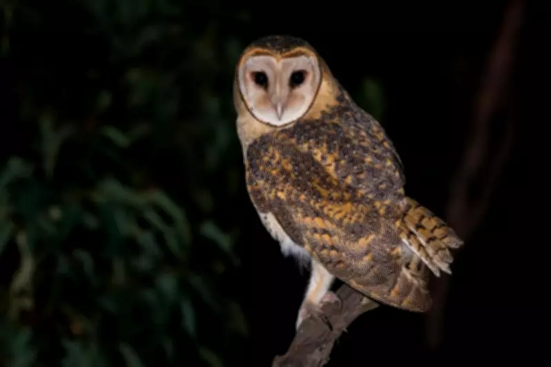 Rat Poison Threatens Australian Birdlife: Safer Alternatives Urged