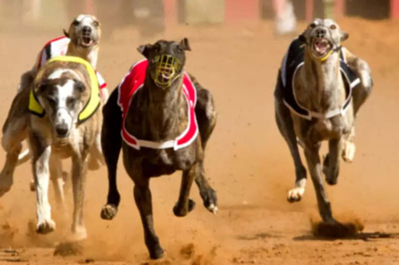 SA Greyhound Racing Deaths Spark Concern as Inquiry Deadline Approaches