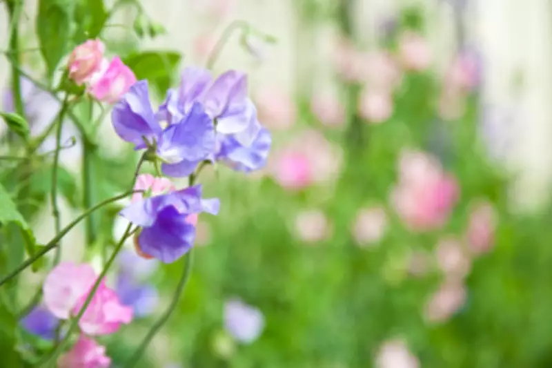 Sabrina Hahn's Guide to Growing Sweet Peas at Home: Planting Tips and Seed Sources