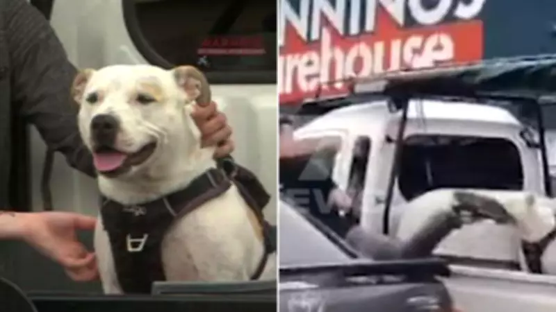 Shoppers Outraged as Man Kicks Dog in Bunnings Car Park, Police Investigate