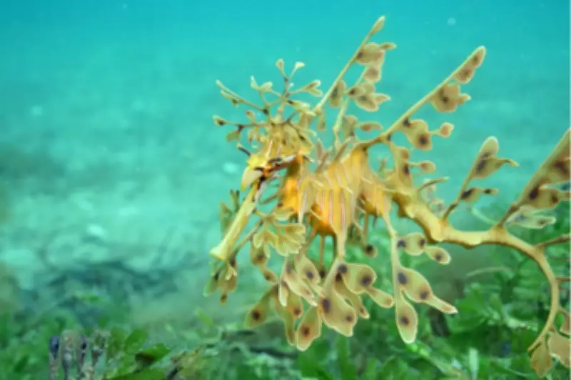 South Australia's Marine Emblem, the Leafy Seadragon, Vanishes from Key Diving Site