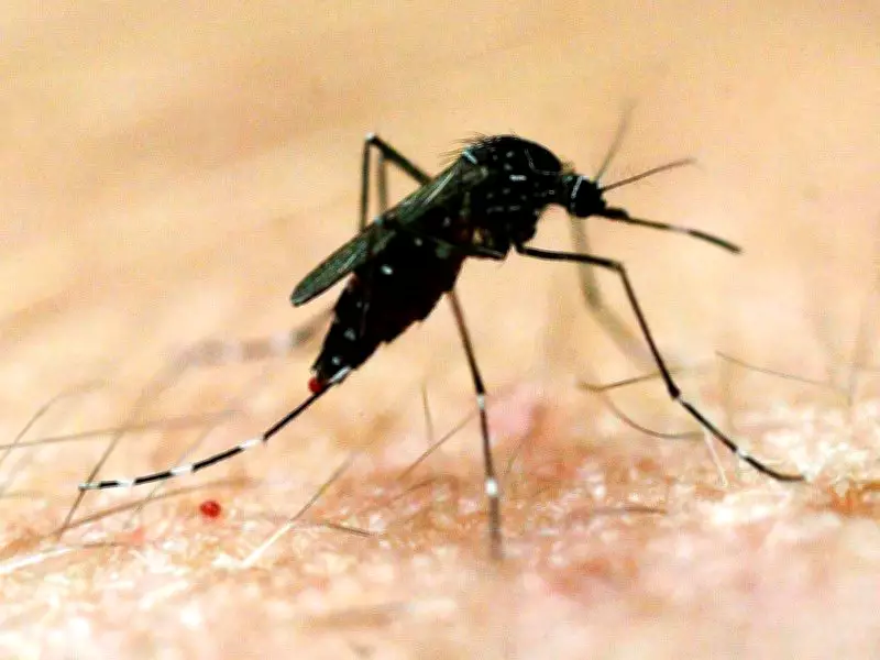 South Australia's Wet Weekend Sparks Major Mosquito Surge and Disease Risk