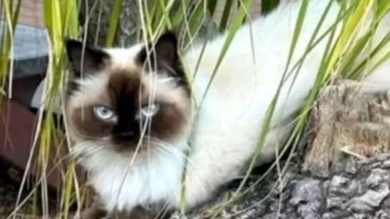 Townsville Family Offers $5,000 Reward for Safe Return of Beloved Cat