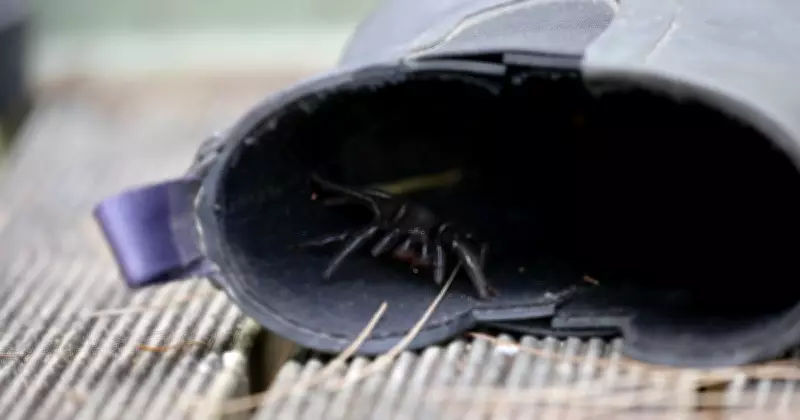 Urgent Call for Funnel-Web Spiders Before Winter Hits Newcastle