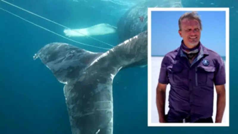 WA Whale Rescue: The Whale Whisperers Saving Giant Endangered Titans