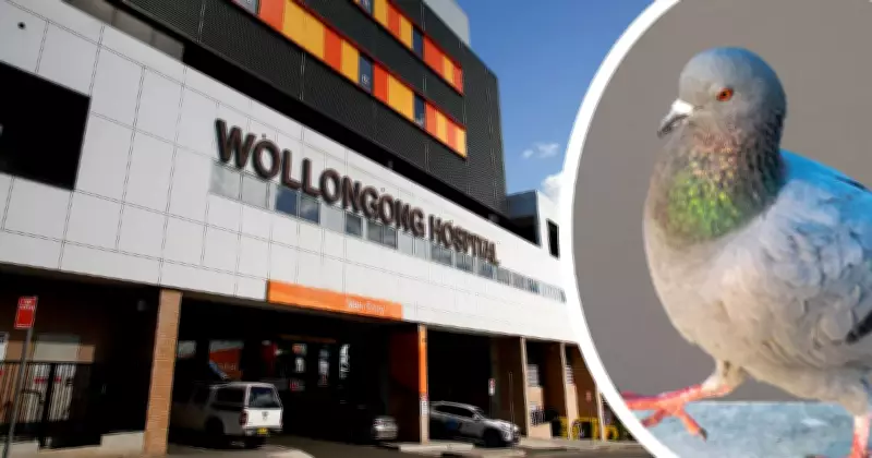 Wollongong Hospital Pigeon Infestation and Mould Linked to Wet Weather