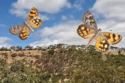 Adelaide Locals Fight to Protect Endangered Moth Habitat from Development