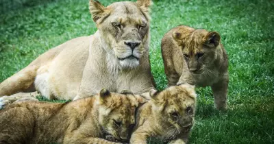 Canberra Zoo's Lion Cubs Spark Hope for Vulnerable Species Conservation