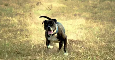 Canberra's Dog Parks: Vital Community Hubs Fostering Genuine Social Connections