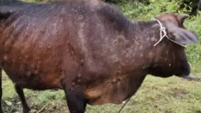 Cape York Identified as Critical Entry Point for Devastating Cattle Disease