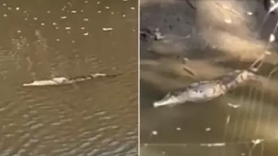 Crocodile Found Far From Home in Newcastle Bunnings Pond