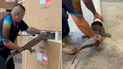 Goanna Rescue Sparks Debate: Plastic Pipe Method Defended by Expert