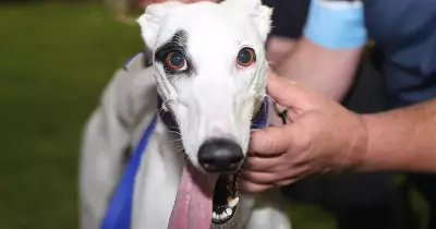 Greyhound Owners' Epic Road Trip for Dubbo Classic After Washout