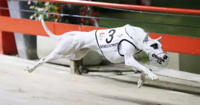 Greyhound Racing Thrives in NSW: Dubbo Hosts Ladbrokes Country Classic
