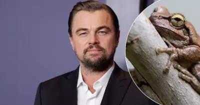 Leonardo DiCaprio Backs Campaign to Protect Littlejohn's Tree Frog from Hunter Transmission Project