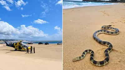 Man Hospitalised After Suspected Sea Snake Bite on Queensland Beach