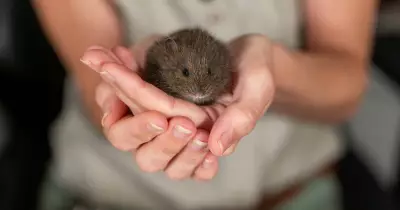 Orphaned Pygmy Wombat Preston Thrives Under Aussie Ark's Specialised Care