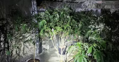 Police Seize 40 Cannabis Plants, Steroids, and Drugs in Young Raid