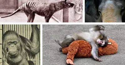 ‘Punch the Monkey’ Ad Raises Troubling Questions About Online Ethics