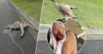 Seven Kangaroos Found Dead in Alleged Hit-and-Run at Wyee Point