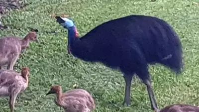 Superdad Cassowary Defies Odds, Raises Five Chicks in Townsville