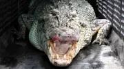 AI Cameras Deployed in Queensland to Spot Crocodiles in World-First Trial