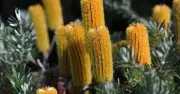 Canberra's Botanic Gardens Hosts Exclusive Autumn Plant Sale This Weekend