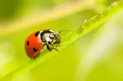 Charlie Albone: Welcoming Beneficial Insects Boosts Garden Health and Yield
