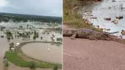 Crocodile Invasion in Flood-Hit Katherine as Heavy Rains Displace Reptiles