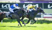 Fancy Red Returns for Bunbury Cup with New Jockey Brad Parnham