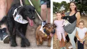 Geelong's Pooch Parade Shines in Walk for Animal Shelter Support