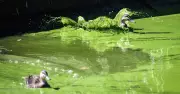 Green Substance Closes Parts of Lake Burley Griffin to Swimmers Amid Algae Concerns