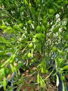Growing Desert Lime in WA: Sabrina Hahn's Guide to Citrus glauca