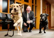Labradors Millie and Perron Bring Comfort to Perth Children's Court