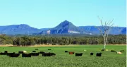 Massive Central Queensland Cattle Station Hits Market for Over $80 Million