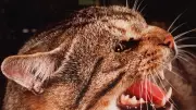 Mayor Proposes Feral Pig Bounty Following Successful $60,000 Cat Cull
