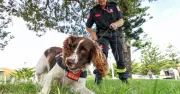 Meet Garvey: The Elite Arson-Sniffing Dog Solving Fire Mysteries