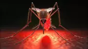 Mosquito Virus Alert: Kimberley Samples Show Ross River and Barmah Forest Viruses