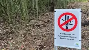 Mystery Bamboo Harvesting on Cairns Track Triggers Council Health Alert