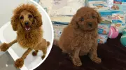 Perth Cavoodle Tooshie's Milestone: First Independent Poo After Rare Condition