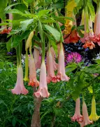 Perth Influencer's Poisonous Flower Wedding Scare Goes Viral