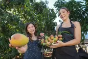 Perth Mango Farm Opens Amid Heatwave-Hit Harvest, Prices Rise