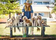 Perth's Specialist Cavoodle Walker Leads Adorable Pack at Lake Gwelup