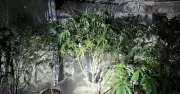 Police Seize 40 Cannabis Plants, Steroids, and Drugs in Young Raid