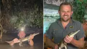 Reptile Wrangler's Midnight Dive Captures Crocodile in Newcastle Creek