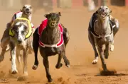 SA Greyhound Racing Deaths Spark Concern as Inquiry Deadline Approaches