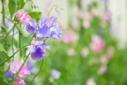 Sabrina Hahn's Guide to Growing Sweet Peas at Home: Planting Tips and Seed Sources