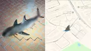 Shark Found on Road 20km Inland in Sydney Suburb, Baffling Authorities